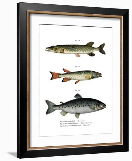 Pike-null-Framed Giclee Print