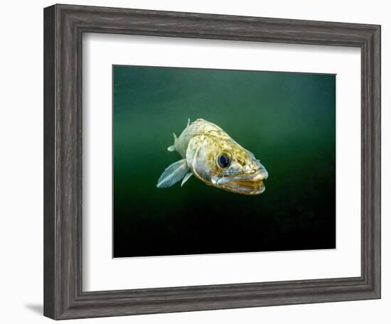 Pikeperch, Sander lucioperca, lake,-Herbert Frei-Framed Photographic Print