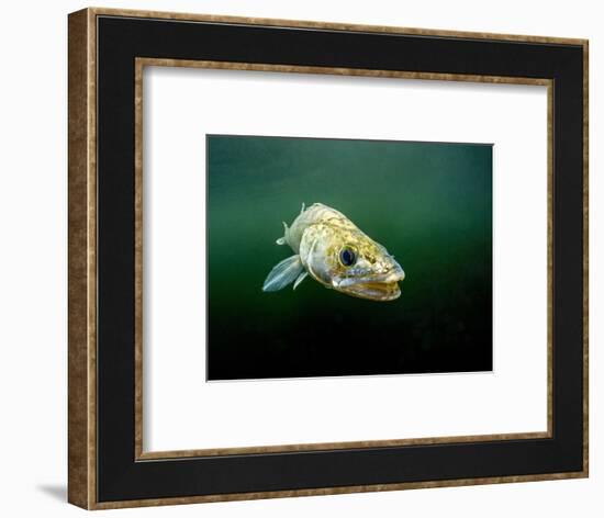 Pikeperch, Sander lucioperca, lake,-Herbert Frei-Framed Photographic Print