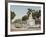 Pila De La India, Havana-William Henry Jackson-Framed Photo