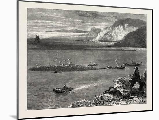 Pilchard Fishing Off the Lizard, UK-null-Mounted Giclee Print