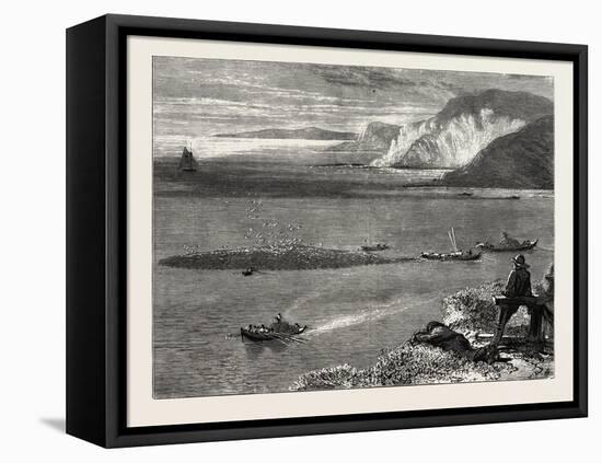 Pilchard Fishing Off the Lizard, UK-null-Framed Premier Image Canvas