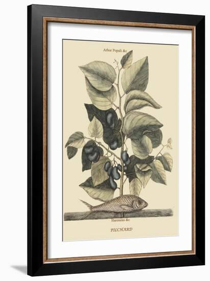 Pilchard-Mark Catesby-Framed Art Print