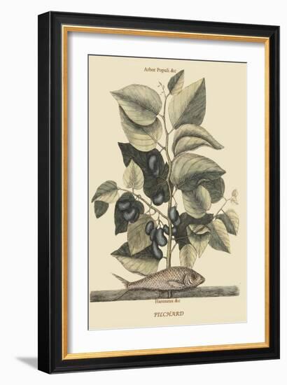 Pilchard-Mark Catesby-Framed Art Print