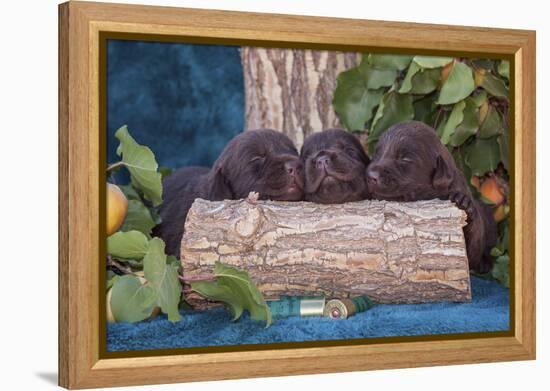 Pile of Sleeping Labrador Retriever Puppies-Zandria Muench Beraldo-Framed Premier Image Canvas
