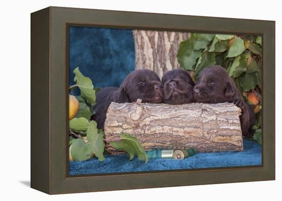 Pile of Sleeping Labrador Retriever Puppies-Zandria Muench Beraldo-Framed Premier Image Canvas