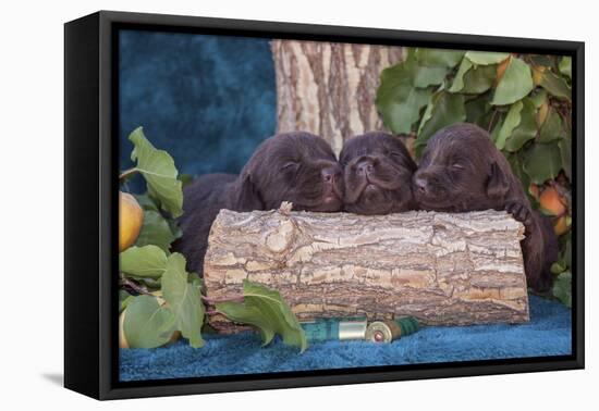 Pile of Sleeping Labrador Retriever Puppies-Zandria Muench Beraldo-Framed Premier Image Canvas