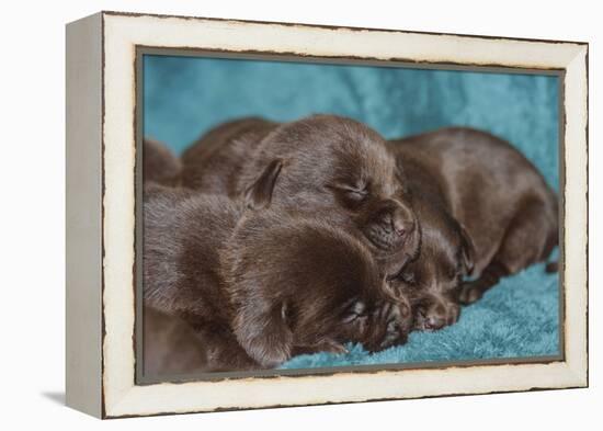 Pile of Sleeping Labrador Retriever Puppies-Zandria Muench Beraldo-Framed Premier Image Canvas