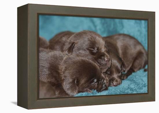 Pile of Sleeping Labrador Retriever Puppies-Zandria Muench Beraldo-Framed Premier Image Canvas