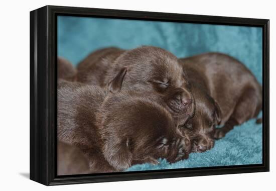 Pile of Sleeping Labrador Retriever Puppies-Zandria Muench Beraldo-Framed Premier Image Canvas