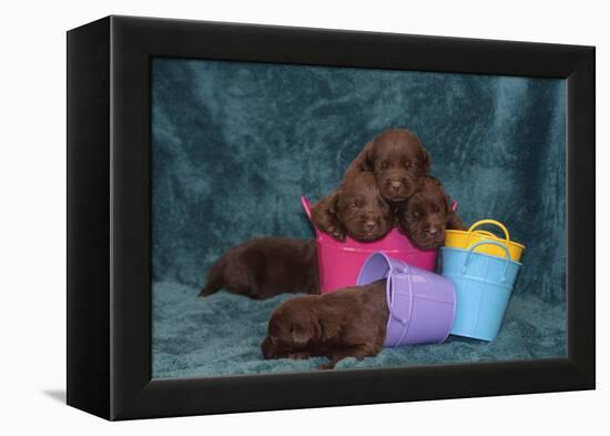 Pile of Sleeping Labrador Retriever Puppies-Zandria Muench Beraldo-Framed Premier Image Canvas