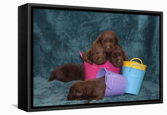 Pile of Sleeping Labrador Retriever Puppies-Zandria Muench Beraldo-Framed Premier Image Canvas