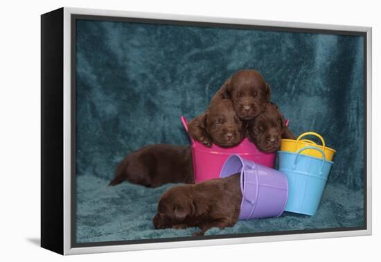 Pile of Sleeping Labrador Retriever Puppies-Zandria Muench Beraldo-Framed Premier Image Canvas