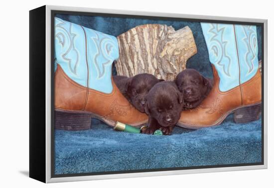 Pile of Sleeping Labrador Retriever Puppies-Zandria Muench Beraldo-Framed Premier Image Canvas