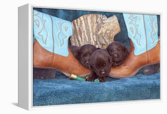 Pile of Sleeping Labrador Retriever Puppies-Zandria Muench Beraldo-Framed Premier Image Canvas