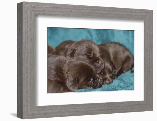 Pile of Sleeping Labrador Retriever Puppies-Zandria Muench Beraldo-Framed Photographic Print