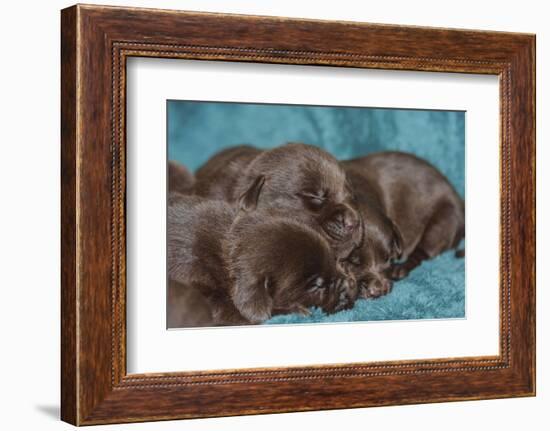 Pile of Sleeping Labrador Retriever Puppies-Zandria Muench Beraldo-Framed Photographic Print