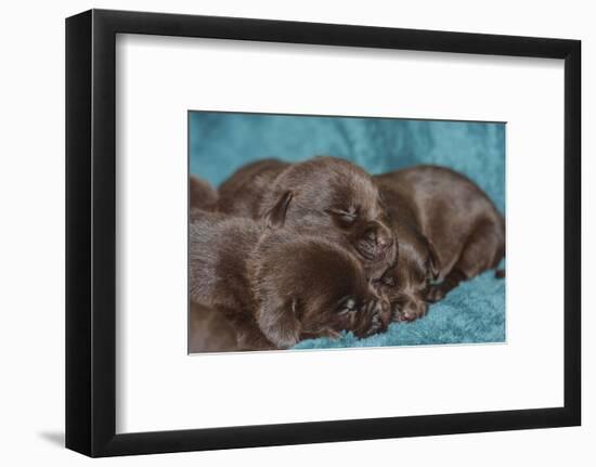 Pile of Sleeping Labrador Retriever Puppies-Zandria Muench Beraldo-Framed Photographic Print