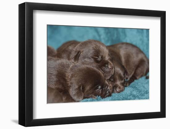 Pile of Sleeping Labrador Retriever Puppies-Zandria Muench Beraldo-Framed Photographic Print
