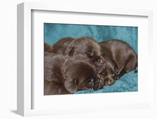 Pile of Sleeping Labrador Retriever Puppies-Zandria Muench Beraldo-Framed Photographic Print