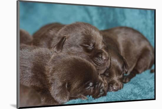 Pile of Sleeping Labrador Retriever Puppies-Zandria Muench Beraldo-Mounted Photographic Print