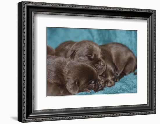 Pile of Sleeping Labrador Retriever Puppies-Zandria Muench Beraldo-Framed Photographic Print