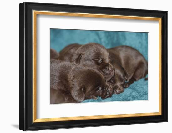 Pile of Sleeping Labrador Retriever Puppies-Zandria Muench Beraldo-Framed Photographic Print