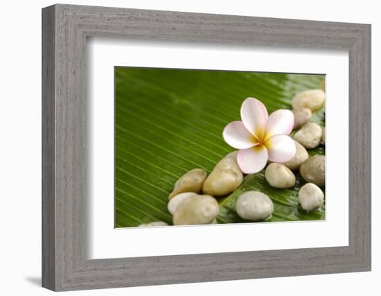 Pile of Stones with Frangipani on Banana Leaf-crystalfoto-Framed Photographic Print