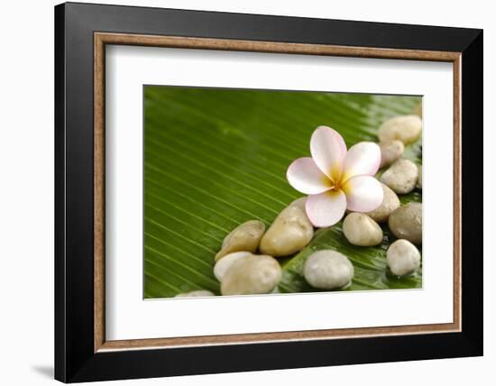 Pile of Stones with Frangipani on Banana Leaf-crystalfoto-Framed Photographic Print