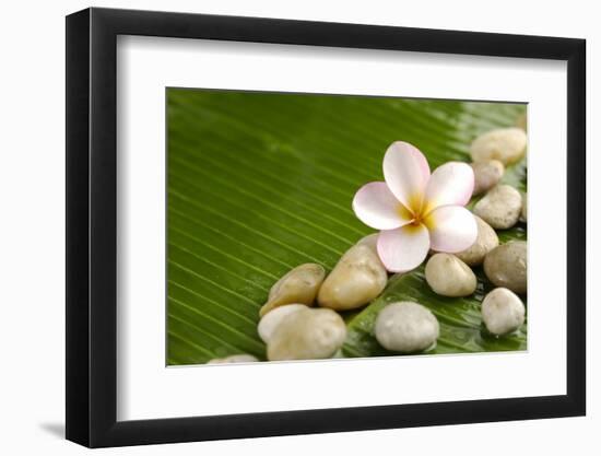 Pile of Stones with Frangipani on Banana Leaf-crystalfoto-Framed Photographic Print