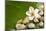 Pile of Stones with Frangipani on Banana Leaf-crystalfoto-Mounted Photographic Print