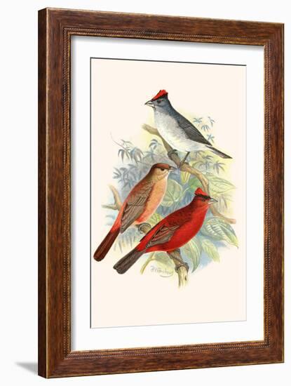 Pileated Finch and Red Crested Finch-F.w. Frohawk-Framed Art Print