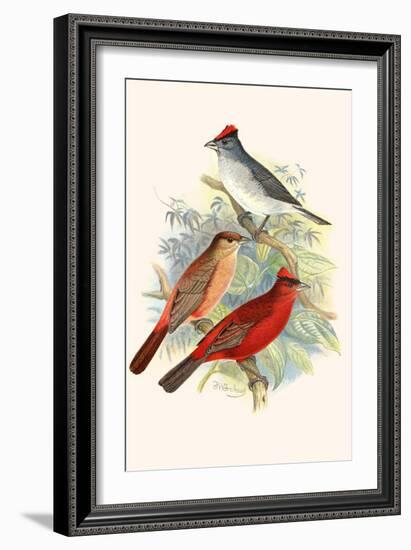 Pileated Finch and Red Crested Finch-F.w. Frohawk-Framed Art Print