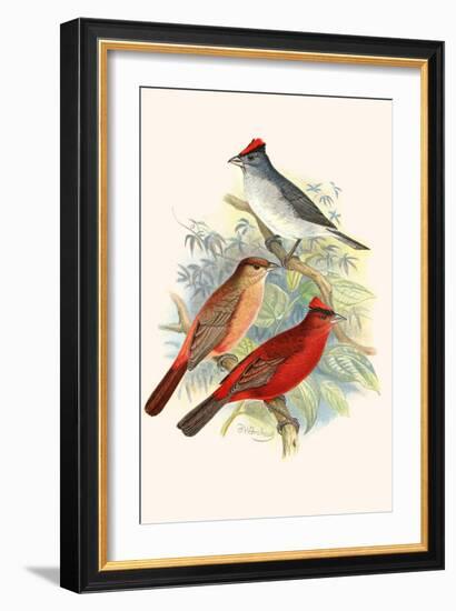 Pileated Finch and Red Crested Finch-F.w. Frohawk-Framed Art Print