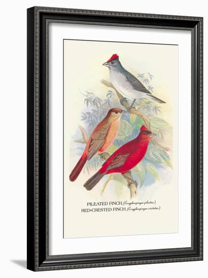 Pileated Finch, Red-Crested Finch-Arthur G. Butler-Framed Art Print