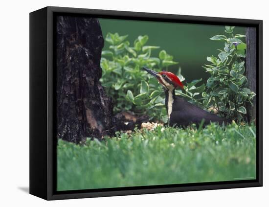 Pileated Woodpecker at Stump, Louisville, Kentucky, USA-Adam Jones-Framed Premier Image Canvas