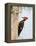 Pileated Woodpecker, Caddo Lake, Texas, USA-Larry Ditto-Framed Premier Image Canvas