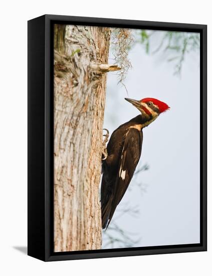 Pileated Woodpecker, Caddo Lake, Texas, USA-Larry Ditto-Framed Premier Image Canvas