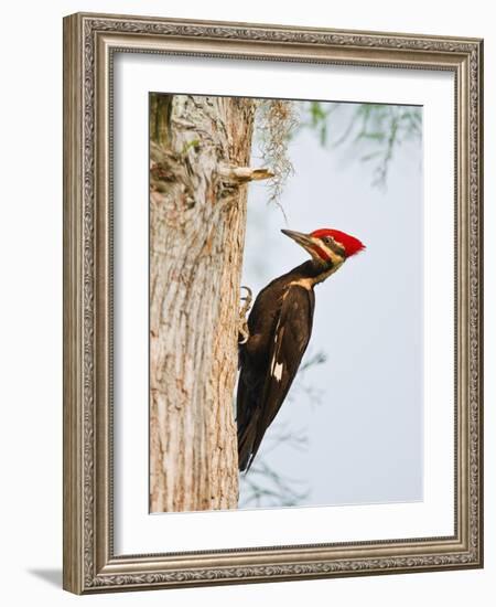 Pileated Woodpecker, Caddo Lake, Texas, USA-Larry Ditto-Framed Photographic Print