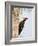 Pileated Woodpecker, Caddo Lake, Texas, USA-Larry Ditto-Framed Photographic Print