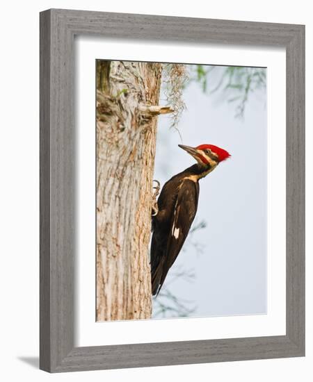 Pileated Woodpecker, Caddo Lake, Texas, USA-Larry Ditto-Framed Photographic Print