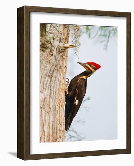 Pileated Woodpecker, Caddo Lake, Texas, USA-Larry Ditto-Framed Photographic Print