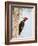 Pileated Woodpecker, Caddo Lake, Texas, USA-Larry Ditto-Framed Photographic Print