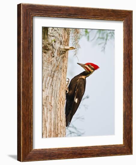 Pileated Woodpecker, Caddo Lake, Texas, USA-Larry Ditto-Framed Photographic Print