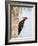 Pileated Woodpecker, Caddo Lake, Texas, USA-Larry Ditto-Framed Photographic Print