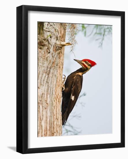 Pileated Woodpecker, Caddo Lake, Texas, USA-Larry Ditto-Framed Photographic Print