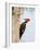 Pileated Woodpecker, Caddo Lake, Texas, USA-Larry Ditto-Framed Photographic Print