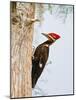 Pileated Woodpecker, Caddo Lake, Texas, USA-Larry Ditto-Mounted Photographic Print