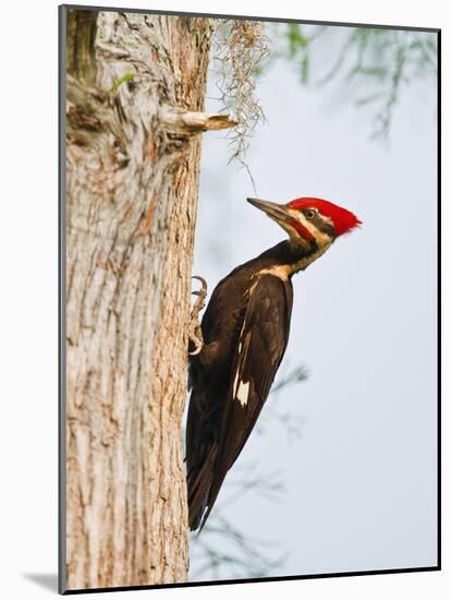 Pileated Woodpecker, Caddo Lake, Texas, USA-Larry Ditto-Mounted Photographic Print