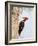 Pileated Woodpecker, Caddo Lake, Texas, USA-Larry Ditto-Framed Photographic Print